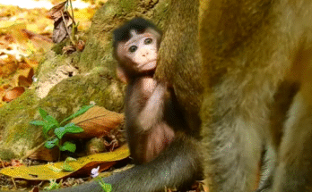 A young monkey paddling in a small forest pond at Angkor Wat, watched by a compassionate girl nearby.