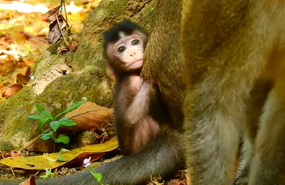 A young monkey paddling in a small forest pond at Angkor Wat, watched by a compassionate girl nearby.
