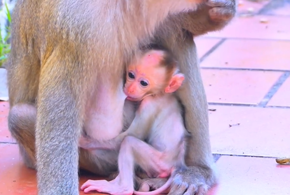 Baby macaque monkey perched on its mother’s lap, nestled in a warm embrace in the Angkor forest.