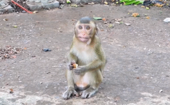 A tiny baby monkey (Jessy) clinging to a hand in the forest near Angkor Wat, tears in her eyes.