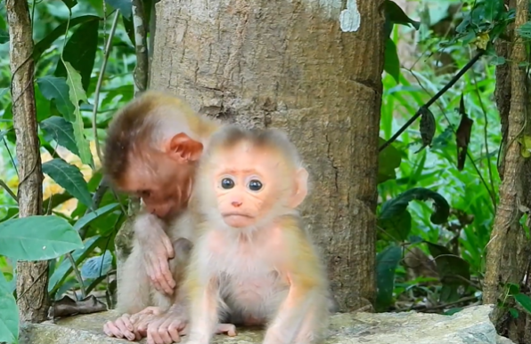 A tiny baby macaque nestled in the arms of a ranger, surrounded by the lush green foliage of the Angkor Wat forest.