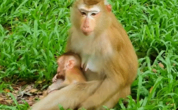 Baby monkey Lynx takes her first steps in Angkor Wat forest under the watchful eye of mother Lucie.