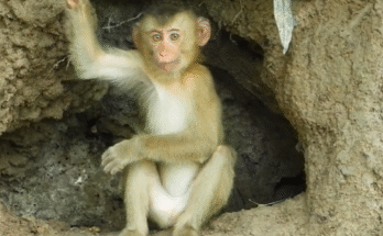 A rescued monkey standing on a moss-covered temple stone, looking out into the dense Angkor forest with sunlight filtering through branches.