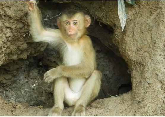 A rescued monkey standing on a moss-covered temple stone, looking out into the dense Angkor forest with sunlight filtering through branches.