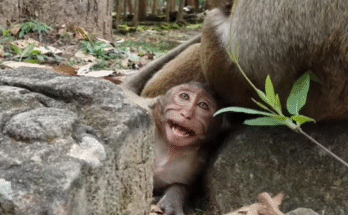 Sweet Pea, a young monkey, crying loudly in Angkor Wat forest, comforted by Popeye.