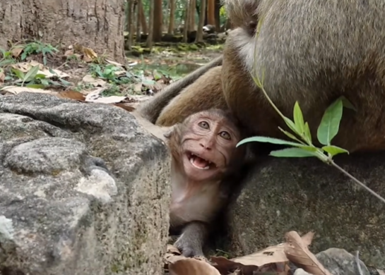Sweet Pea, a young monkey, crying loudly in Angkor Wat forest, comforted by Popeye.