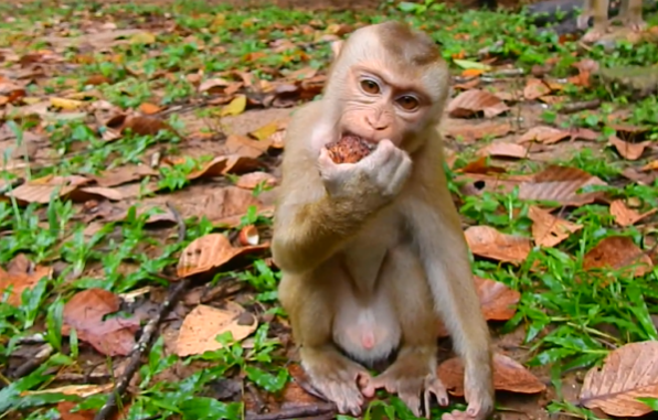Gentle monkey named Luno calmly taking food from a human hand in the Angkor Wat forest.