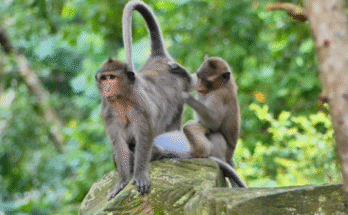 A lone young macaque perched on mossy Angkor Wat ruins at dawn, gazing into the horizon with soft, curious eyes.