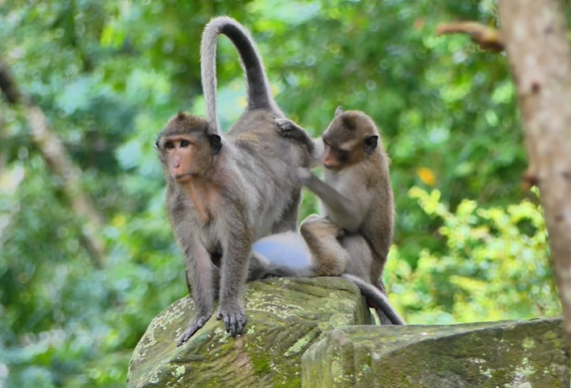 A lone young macaque perched on mossy Angkor Wat ruins at dawn, gazing into the horizon with soft, curious eyes.