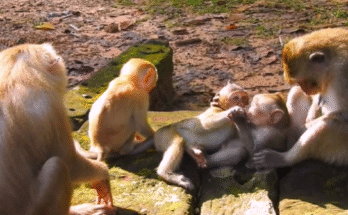Baby JASIE laughing as she gently reaches out to a long-tail monkey sitting on a mossy stone in Angkor Wat forest.