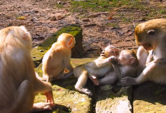 Baby JASIE laughing as she gently reaches out to a long-tail monkey sitting on a mossy stone in Angkor Wat forest.
