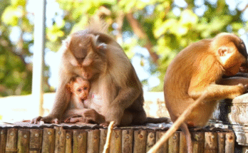 Baby monkey Parker balancing on a wooden fence while Mama Pinka watches him carefully in the Angkor Wat forest.