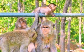 Baby macaque clinging to mother’s chest in forest around Angkor Wat, early morning sunlight filtering through trees.