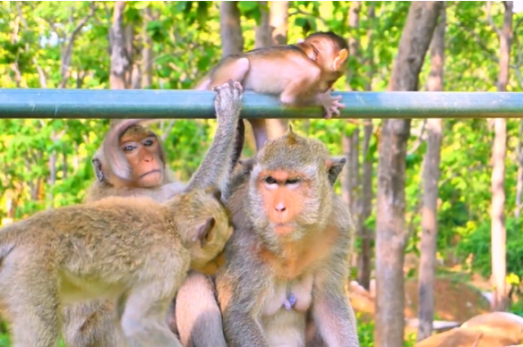 Baby macaque clinging to mother’s chest in forest around Angkor Wat, early morning sunlight filtering through trees.