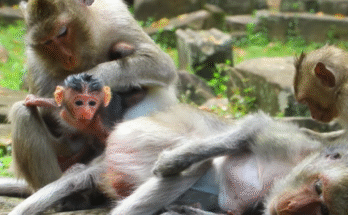Newborn monkey Nanda opens her eyes after feeding, with mother gently watching in Angkor Wat forest.”