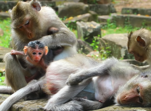 Newborn monkey Nanda opens her eyes after feeding, with mother gently watching in Angkor Wat forest.