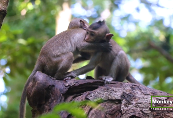 A young macaque baby clinging to its mother, surrounded by misty jungle foliage at dawn near ancient temple stones.