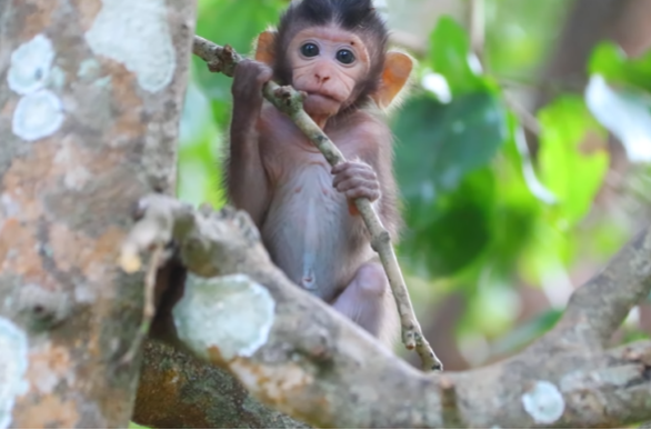 Silhouetted figure climbing an ancient tree in the forest near Angkor Wat at dawn