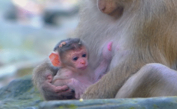 Mother monkey gently holding her newborn baby at Angkor Wat forest.
