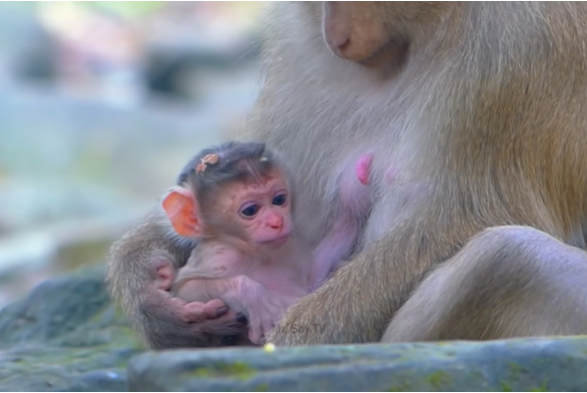 Mother monkey gently holding her newborn baby at Angkor Wat forest.