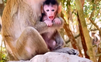 Baby monkey cuddled close to her mother while drinking milk in the peaceful Angkor Wat forest — a heartwarming moment of bonding and love.