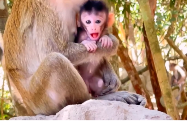 Baby monkey cuddled close to her mother while drinking milk in the peaceful Angkor Wat forest — a heartwarming moment of bonding and love.