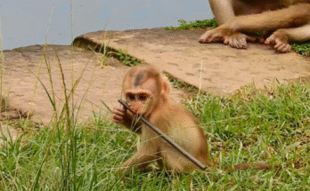 Five monkeys peacefully sleeping beside a quiet pool in the Angkor Wat forest
