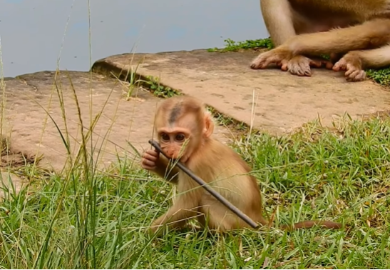 Five monkeys peacefully sleeping beside a quiet pool in the Angkor Wat forest