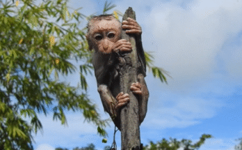 Young monkey stands on the highest branch in Angkor Wat forest, looking toward the sky with bravery and hope.
