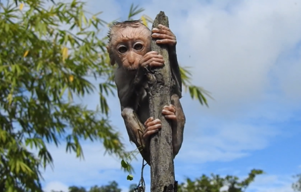 Young monkey stands on the highest branch in Angkor Wat forest, looking toward the sky with bravery and hope.