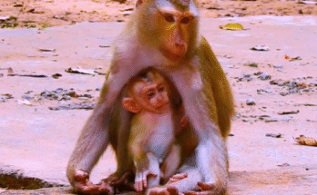 Monkey mother cradling her baby in the forest near Angkor Wat ruins, bathed in golden morning light.