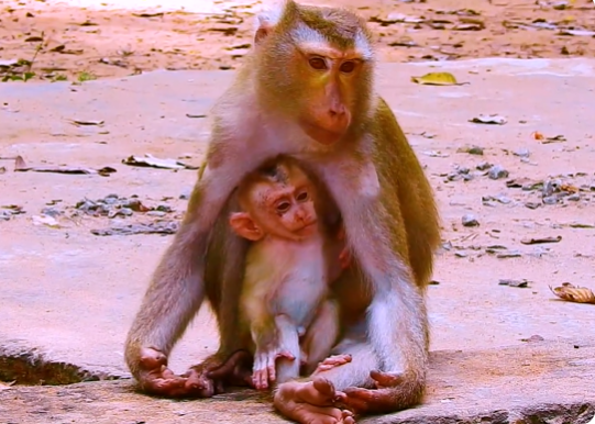 Monkey mother cradling her baby in the forest near Angkor Wat ruins, bathed in golden morning light.