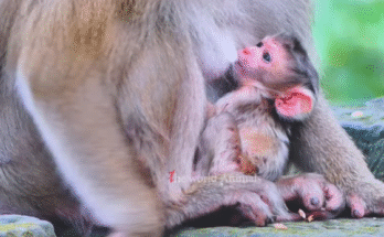 Mother monkey gently holding her newborn baby in the peaceful Angkor Wat forest.