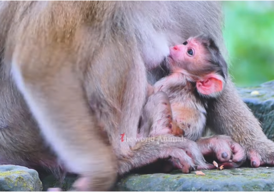 Mother monkey gently holding her newborn baby in the peaceful Angkor Wat forest.