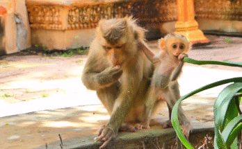 Baby monkey Luna reaches out with trembling arms toward her mother among forest trees, eyes full of fear and longing
