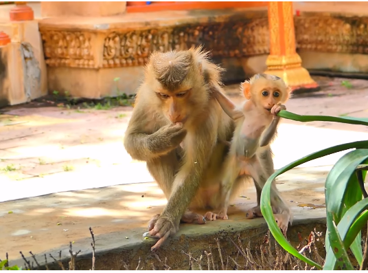 Baby monkey Luna reaches out with trembling arms toward her mother among forest trees, eyes full of fear and longing
