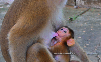 Baby monkey Sariki cautiously exploring the forest near Angkor Wat after rescue.