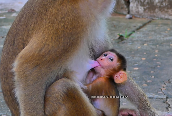 Baby monkey Sariki cautiously exploring the forest near Angkor Wat after rescue.