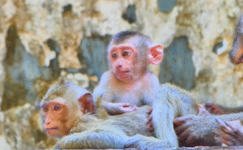 Little monkey Leo clings to his mother at Angkor Wat, showing emotion during the weaning process.