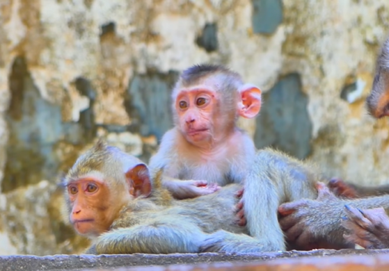 Little monkey Leo clings to his mother at Angkor Wat, showing emotion during the weaning process.