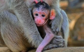 Newborn baby monkey clasped by mother’s arms in jungle sunlight at Angkor Wat forest