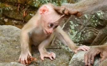 Baby monkey Lily clings to her mother Libby in the Angkor Wat forest, looking weak, hungry, and hopeful as sunlight filters through ancient stones.