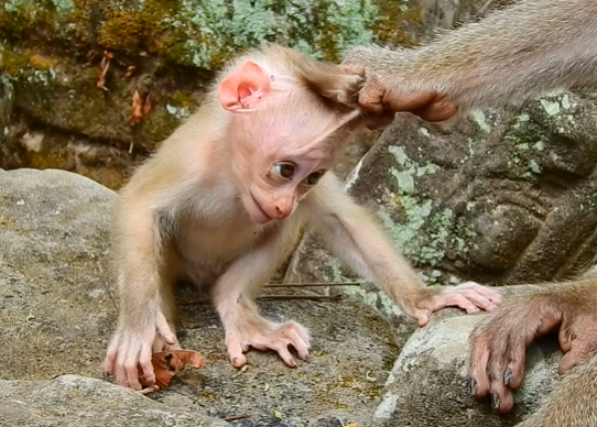 Baby monkey Lily clings to her mother Libby in the Angkor Wat forest, looking weak, hungry, and hopeful as sunlight filters through ancient stones.