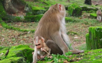 Baby Lynx jumps down from a tree toward playful monkey Bella in the Angkor Wat forest, both animals appearing curious, gentle, and full of youthful energy.
