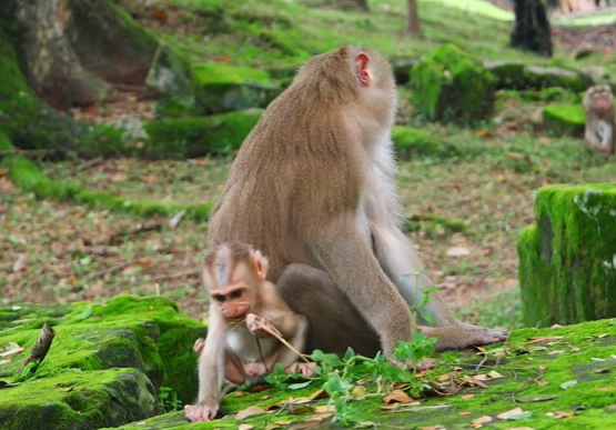 Baby Lynx jumps down from a tree toward playful monkey Bella in the Angkor Wat forest, both animals appearing curious, gentle, and full of youthful energy.