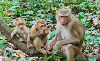 Baby monkey Lily crying and reaching for her mother in Angkor Wat forest.