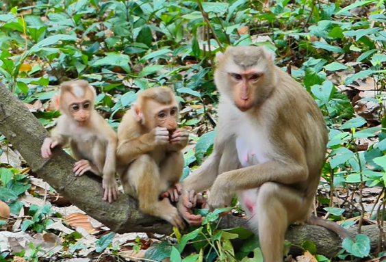 Baby monkey Lily crying and reaching for her mother in Angkor Wat forest.