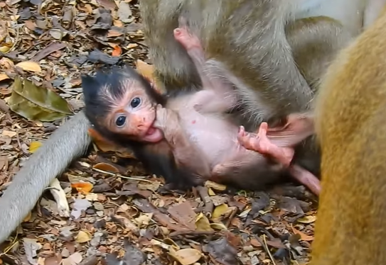 Newborn baby monkey clinging to its mother in the forest of Angkor Wat, showcasing a heartwarming bond.