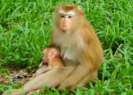 Baby monkey Lynx takes her first steps in Angkor Wat forest under the watchful eye of mother Lucie.