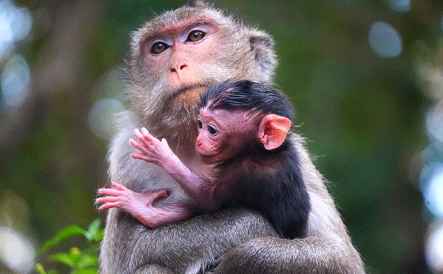 Mom Nanda cradling newborn Baby Naina among lush forest trees at dawn in Angkor Wat, Cambodia.